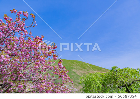 Shizuoka Prefecture Ito City Omuroyama Park Sakura Village 50587354