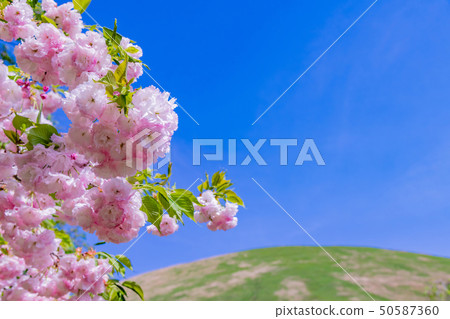 靜岡縣伊東市Omuroyama Park Sakura Village 50587360