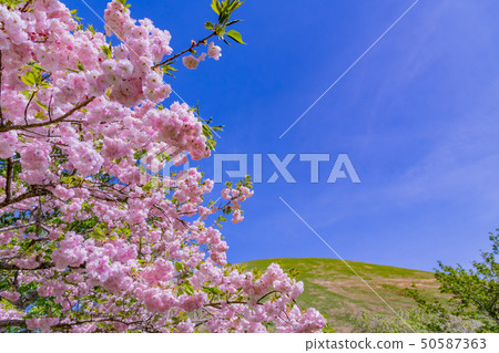 Shizuoka Prefecture Ito City Omuroyama Park Sakura Village Shizuoka Prefecture Ito City Omuroyama Park Sakura Village 50587363