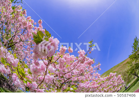 靜岡縣伊東市Omuroyama Park Sakura no Sato Fisheye Lens 靜岡縣伊東市Omuroyama Park Sakura no Sato Fisheye Lens 50587406