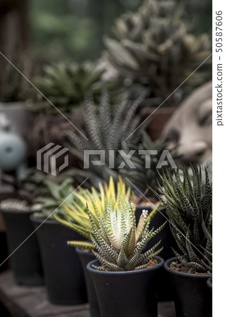 Cactus (Haworthia limifolia marloth) 50587606