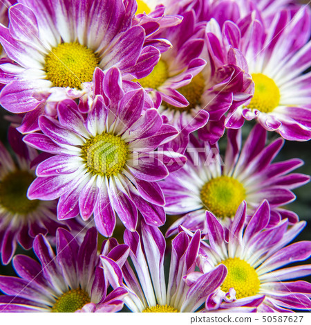 Close up of chrysanthemum flower Close up of chrysanthemum flower 50587627