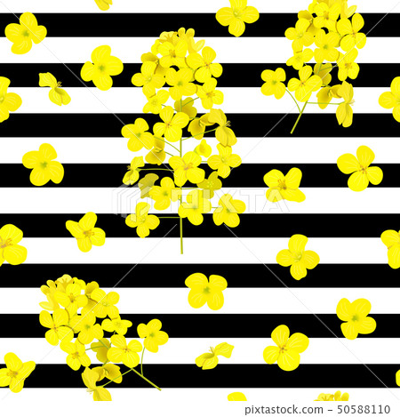 Blossoming Rapeseed flowers seamless vector 50588110