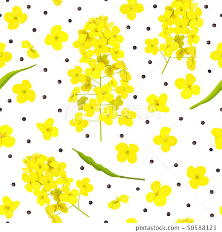 Blossoming Rapeseed, flowers, seeds, leaf seamless Blossoming Rapeseed, flowers, seeds, leaf seamless 50588121