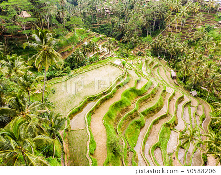 Drone view of Tegalalang rice terrace in Bali, Indonesia, with palm trees and paths for touristr to Drone view of Tegalalang rice terrace in Bali, Indonesia, with palm trees and paths for touristr to 50588206