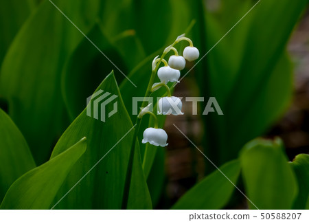 Lily of the valley Lily of the valley 50588207