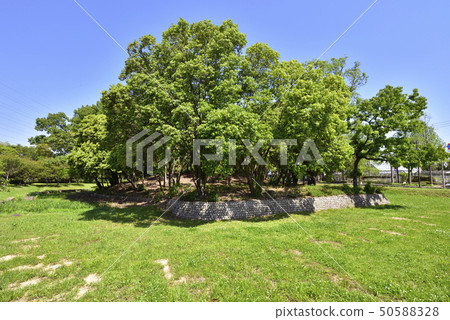 Flag mound Kosen Daisen Park (Osaka Prefecture Sakai City) 50588328