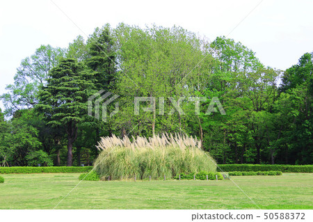 Lawn Square of Jindai Botanic Gardens 50588372