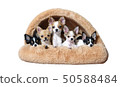 Five chihuahua puppies in a dog house 50588484