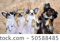 Four married chihuahua puppies sleeping together 50588485