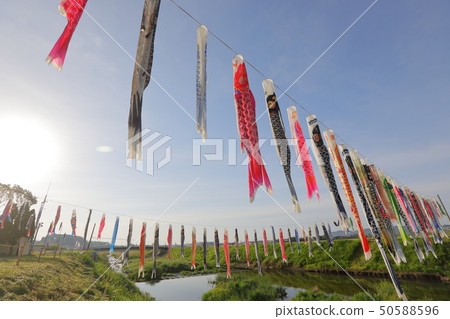 Carp streamer Carp streamer 50588596