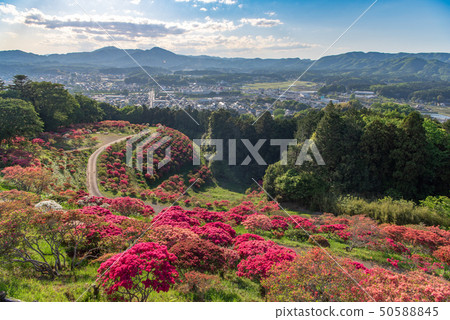 Kasama azalea park 50588845