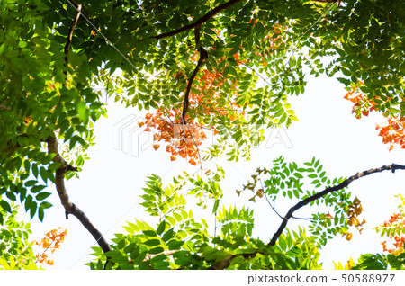 Top view with tree branch and blue sky Top view with tree branch and blue sky 50588977