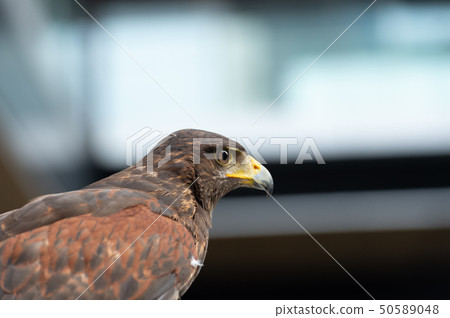 The hawk straight face expression of eye 50589048