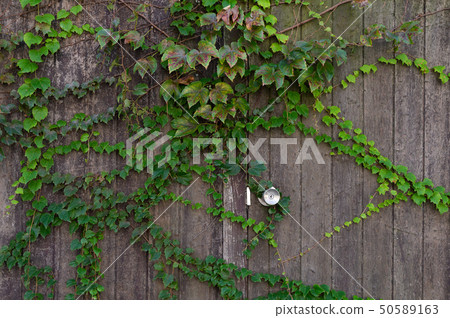 metal handle on a old wooden door metal handle on a old wooden door 50589163