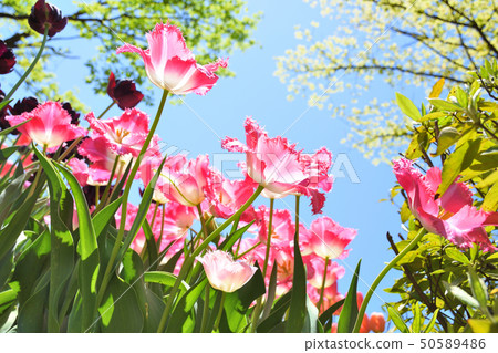 鬱金香在鬱金香公園 50589486