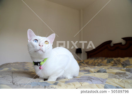 Cat 50589796