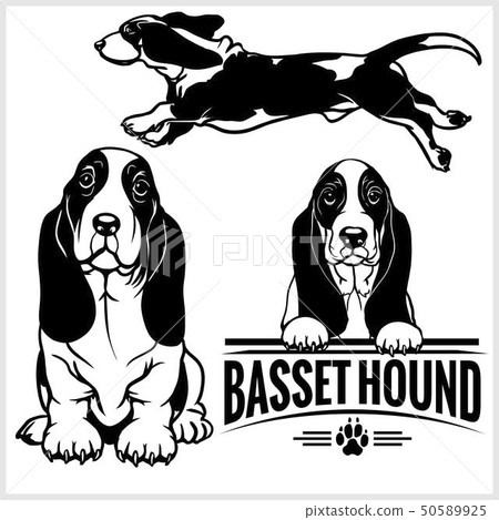 Basset Hound dog - vector set isolated illustration on white background 50589925