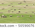 Straw bales on the green field 50590076