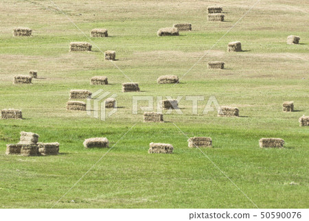 Straw bales on the green field Straw bales on the green field 50590076