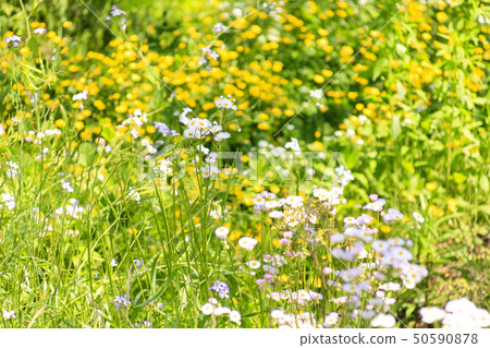 Oami generation (spring) 50590878