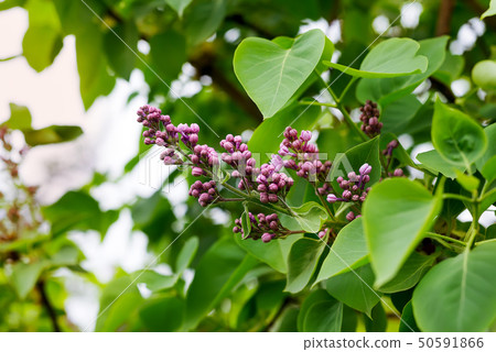 purple lilac branch in the green garden purple lilac branch in the green garden 50591866