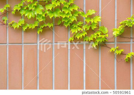 瓦片和瓦片背景材料紋理 50591961