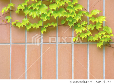 Background material texture of tiles and tiles 50591962