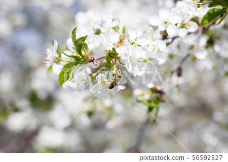 blooming twigs of cherry.  50592527