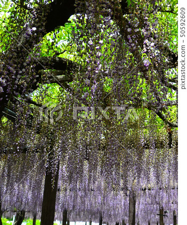 2019 Owari Tsushima Fuji Festival 2019 Owari Tsushima Fuji Festival 50592609