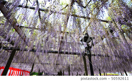2019 Owari Tsushima Fuji Festival 2019 Owari Tsushima Fuji Festival 50592611