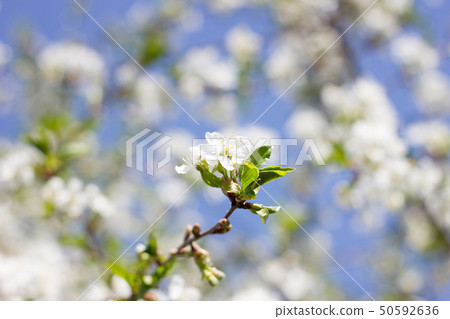 blooming twigs of cherry.  50592636