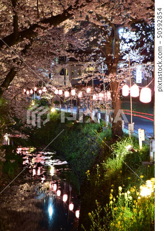 Higashikawa and the night cherry blossoms Higashikawa and the night cherry blossoms 50592854