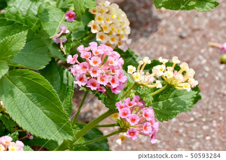 Lantana blooming in Mitaka Nakahara (Citihenga) 50593284