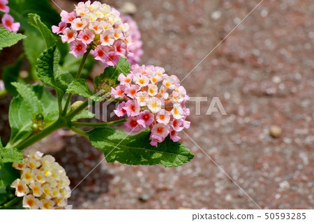 Lantana blooming in Mitaka Nakahara (Citihenga) Lantana blooming in Mitaka Nakahara (Citihenga) 50593285