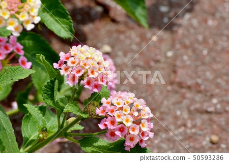 Lantana blooming in Mitaka Nakahara (Citihenga) 50593286