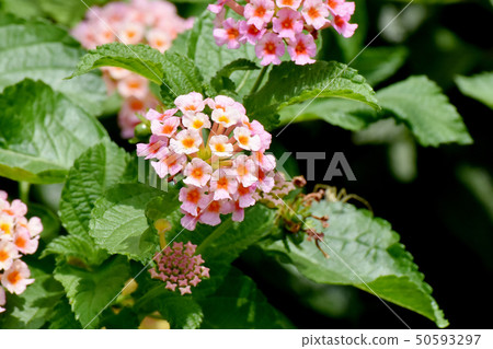 Lantana blooming in Mitaka Nakahara (Citihenga) Lantana blooming in Mitaka Nakahara (Citihenga) 50593297