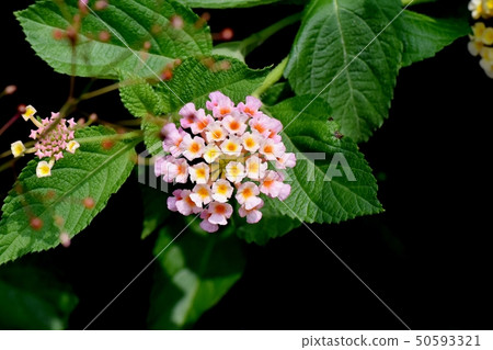 Lantana blooming in Mitaka Nakahara (Citihenga) Lantana blooming in Mitaka Nakahara (Citihenga) 50593321