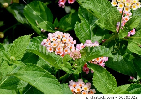 在三鷹中原(Citihenga)開花的馬纓丹 在三鷹中原(Citihenga)開花的馬纓丹 50593322