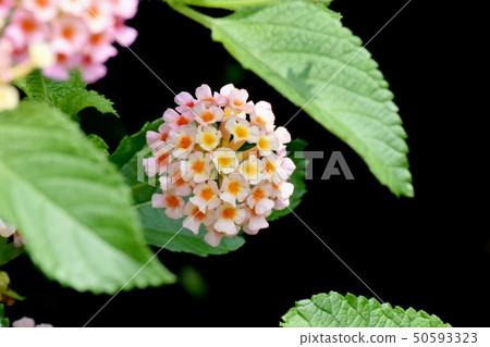 在三鷹中原(Citihenga)開花的馬纓丹 在三鷹中原(Citihenga)開花的馬纓丹 50593323
