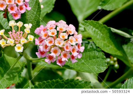 在三鷹中原(Citihenga)開花的馬纓丹 在三鷹中原(Citihenga)開花的馬纓丹 50593324