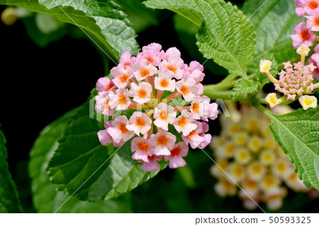 在三鷹中原（Citihenga）開花的馬纓丹 50593325