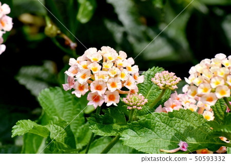 在三鷹中原(Citihenga)開花的馬纓丹 在三鷹中原(Citihenga)開花的馬纓丹 50593332