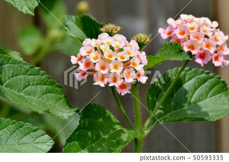 在三鷹中原(Citihenga)開花的馬纓丹 在三鷹中原(Citihenga)開花的馬纓丹 50593335