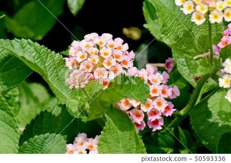 在三鷹中原(Citihenga)開花的馬纓丹 在三鷹中原(Citihenga)開花的馬纓丹 50593336