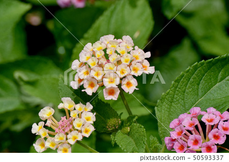 在三鷹中原(Citihenga)開花的馬纓丹 在三鷹中原(Citihenga)開花的馬纓丹 50593337