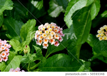 在三鷹中原(Citihenga)開花的馬纓丹 在三鷹中原(Citihenga)開花的馬纓丹 50593348