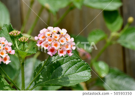 在三鷹中原(Citihenga)開花的馬纓丹 在三鷹中原(Citihenga)開花的馬纓丹 50593350