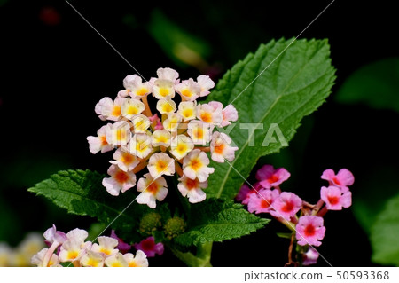 Lantana blooming in Mitaka Nakahara (Citihenga) 50593368