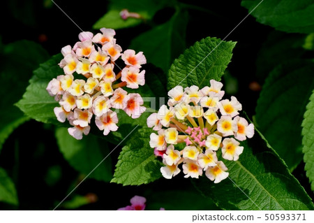 在三鷹中原(Citihenga)開花的馬纓丹 在三鷹中原(Citihenga)開花的馬纓丹 50593371